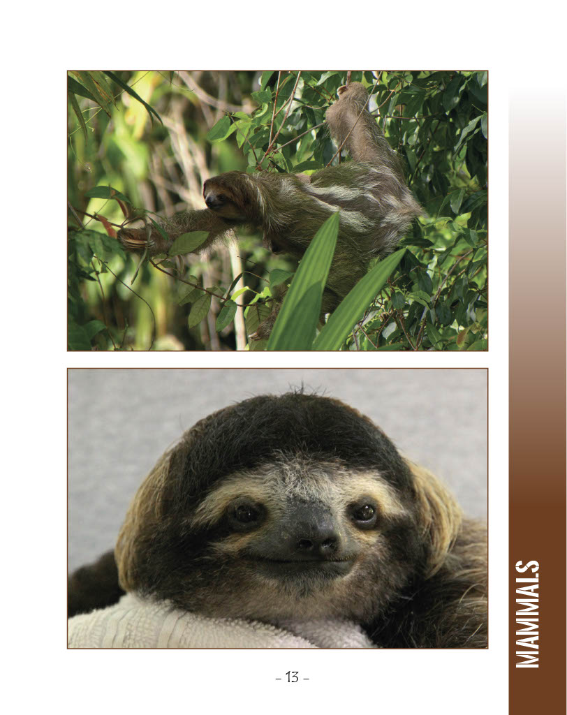 Three Toed Sloth - Wildlife in Central America 1 - Page 13