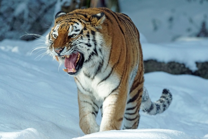 International Tiger Day - Tiger