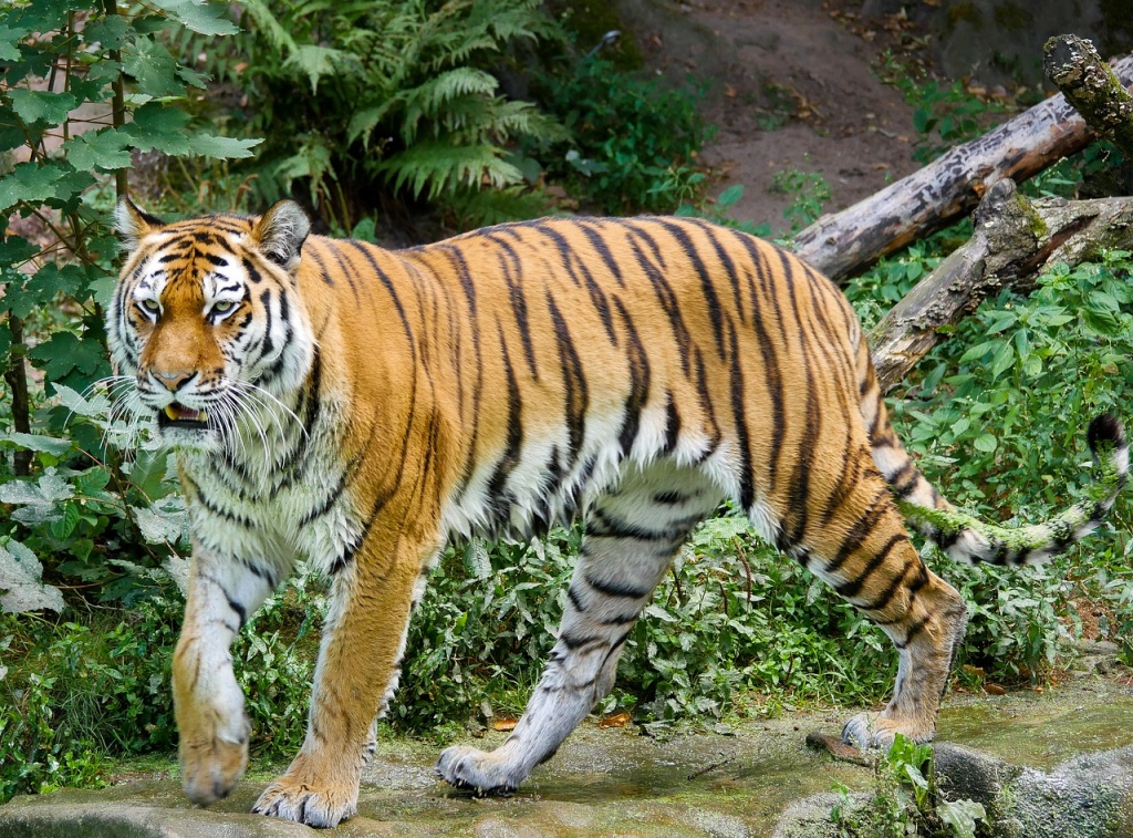 International Tiger Day - Tiger