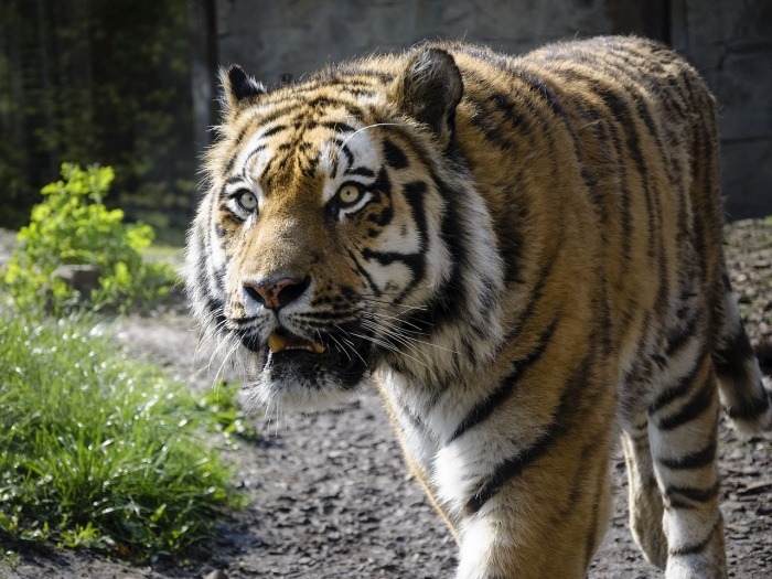 National Visit the Zoo Day - Tiger