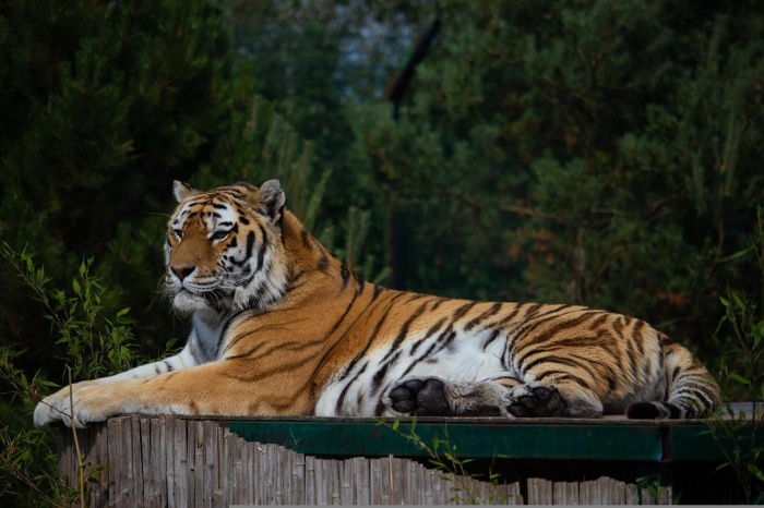 International Animal Rights Day - Tiger