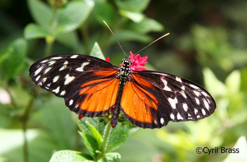 Central America Insects - Tiger Longwing Butterfly