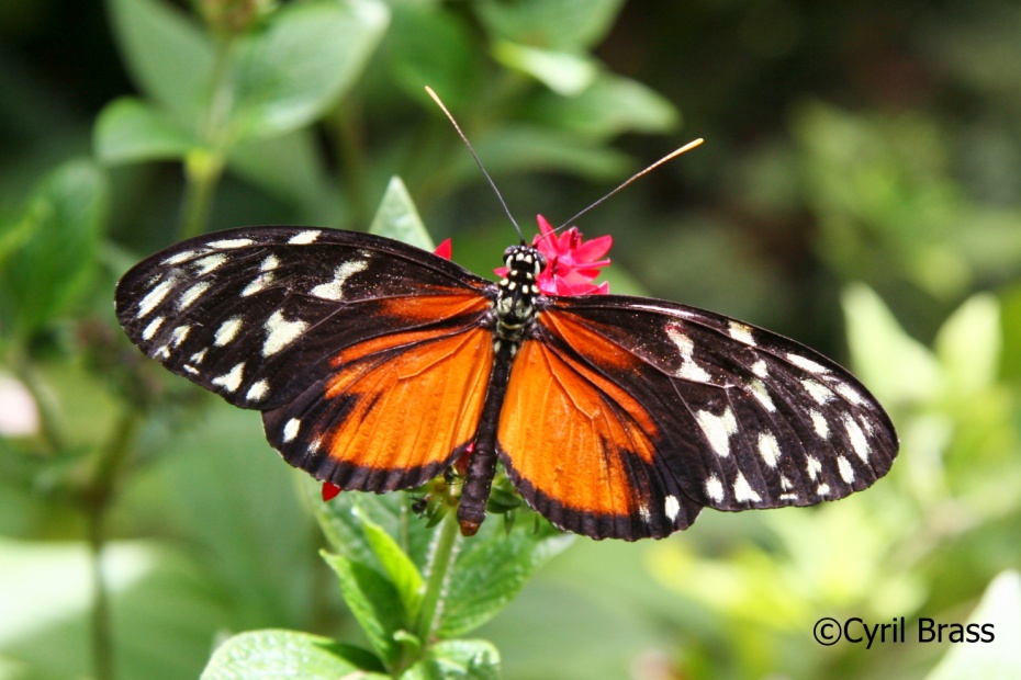 Tiger Longwing Butterfly