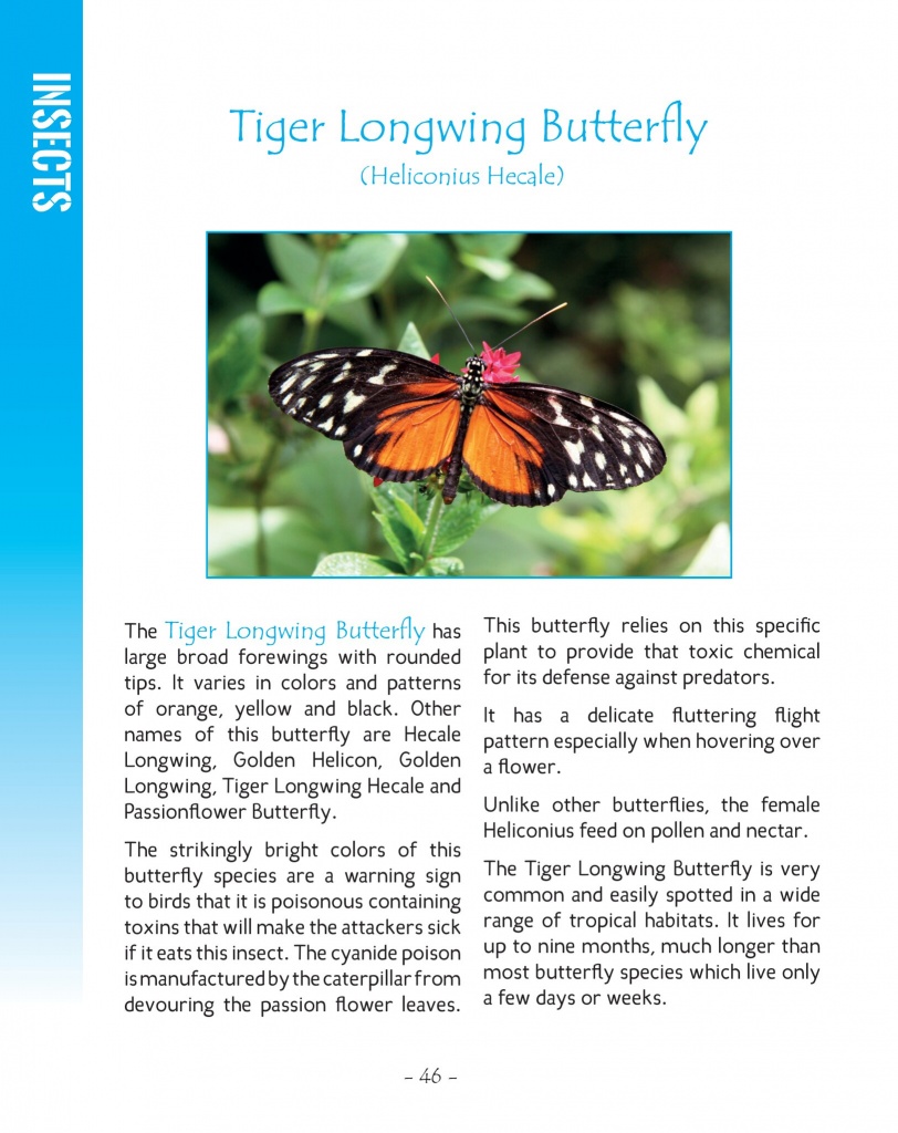 Tiger Longwing Butterfly - Wildlife in Central America 2 - Page 46