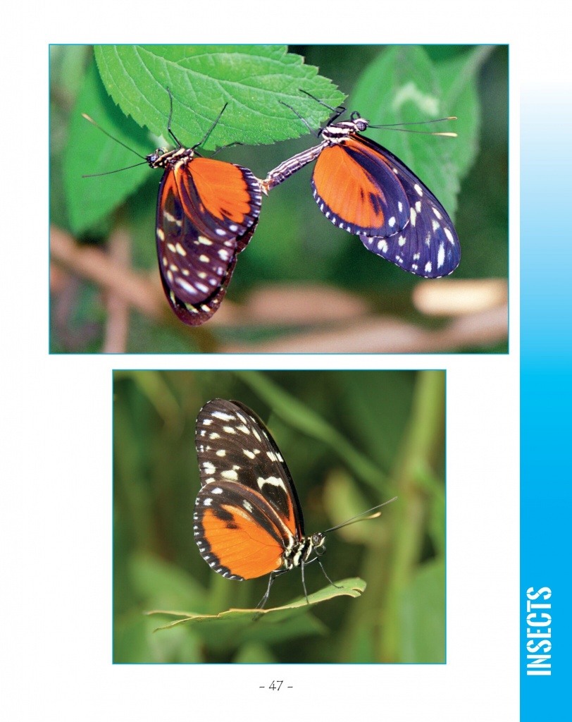 Tiger Longwing Butterfly - Wildlife in Central America 2 - Page 47