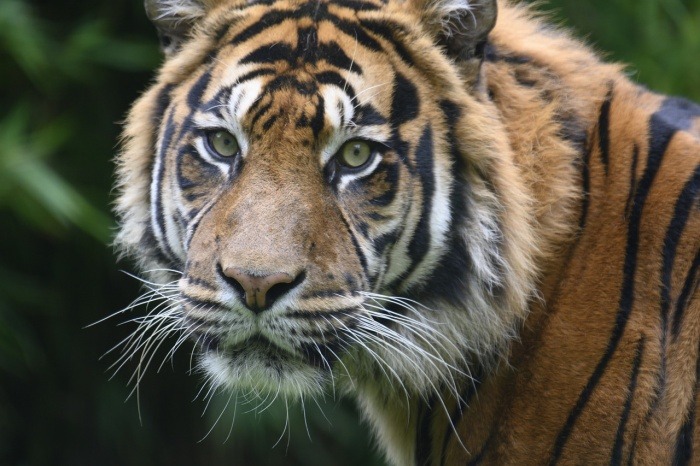 International Animal Rights Day - Tiger