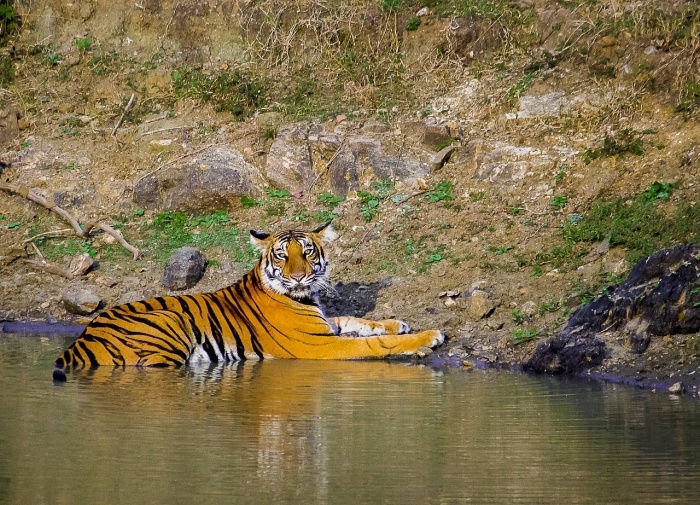 Threatened Species Day - Tiger 