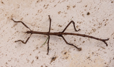 Stick insect