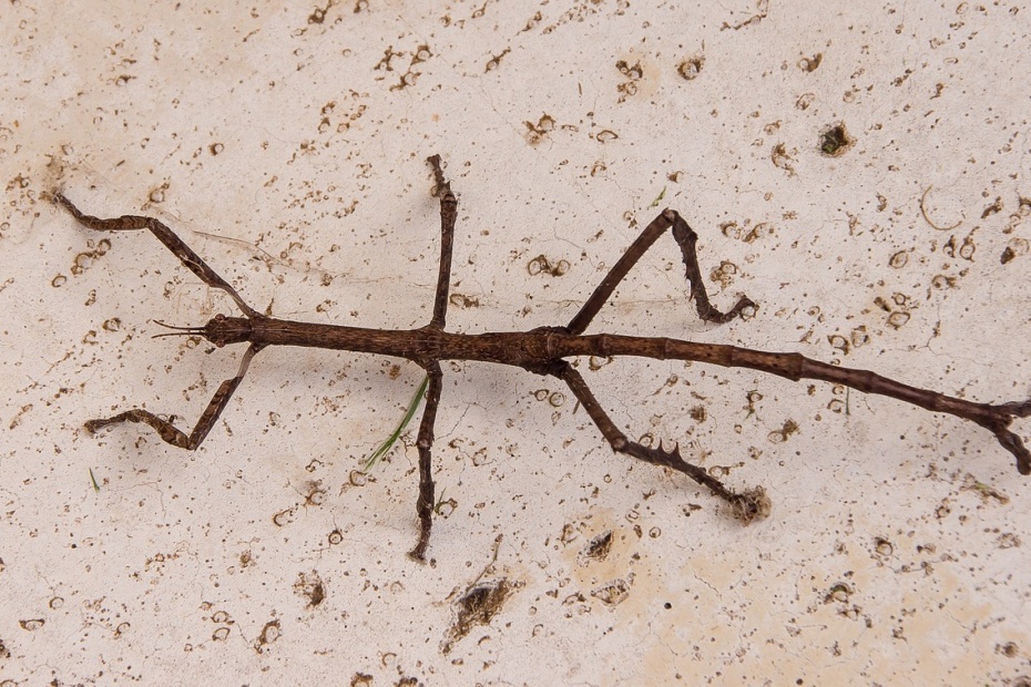 Stick insect