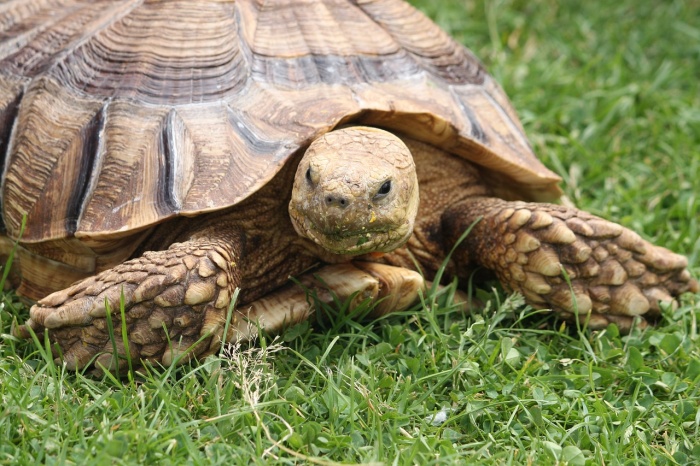 Reptile Awareness Day - Tortoise