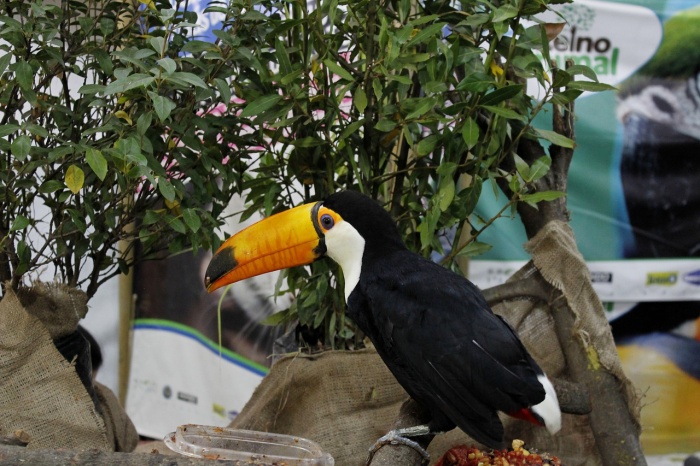 National Zoo Lovers Day - Toco Toucan