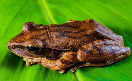 Save the Frogs Day - Tree Frog