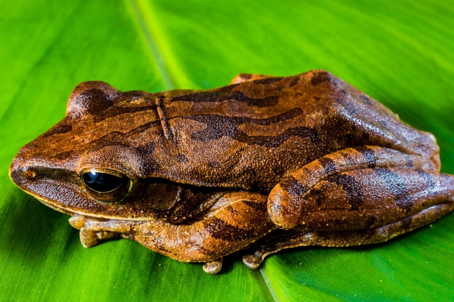 Tree Frog