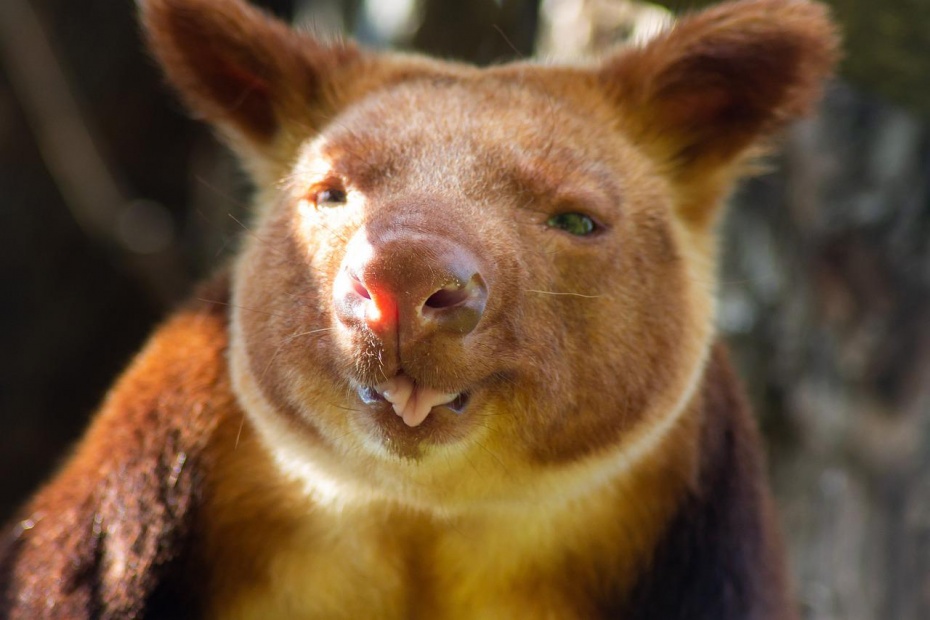 Tree Kangaroo