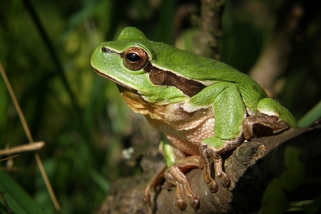 Frog Jumping Day - Tree Frog