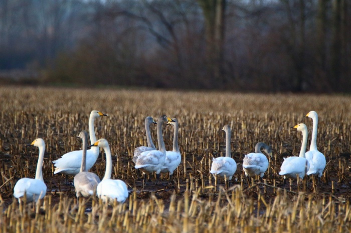 World Migratory Bird DayTrumpeter Swans