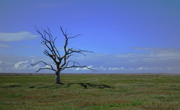 World Habitat Day - Tree