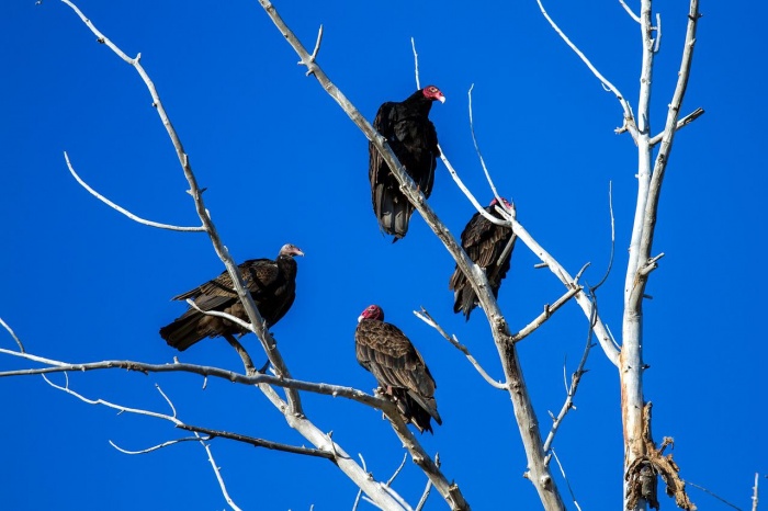 International Vulture Awareness Day - Turkey Vulture