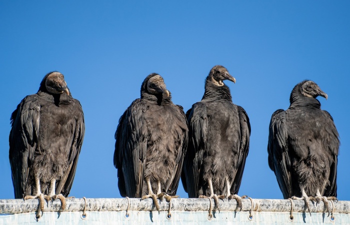 International Vulture Awareness Day - Turkey Vultures