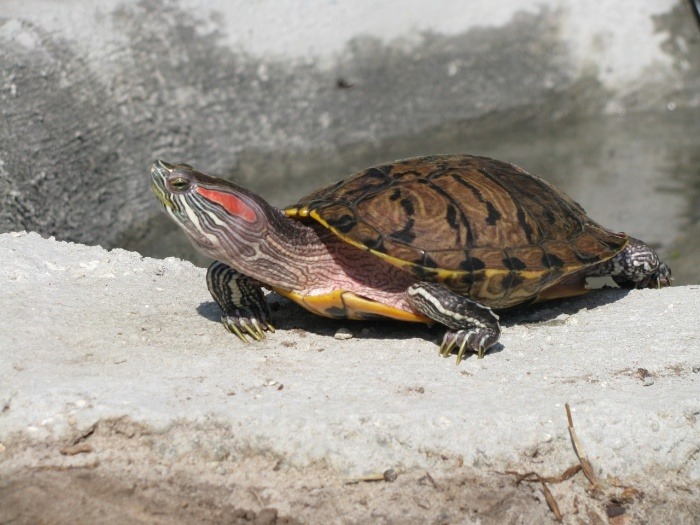 World Turtle Day - Freshwater Turtle
