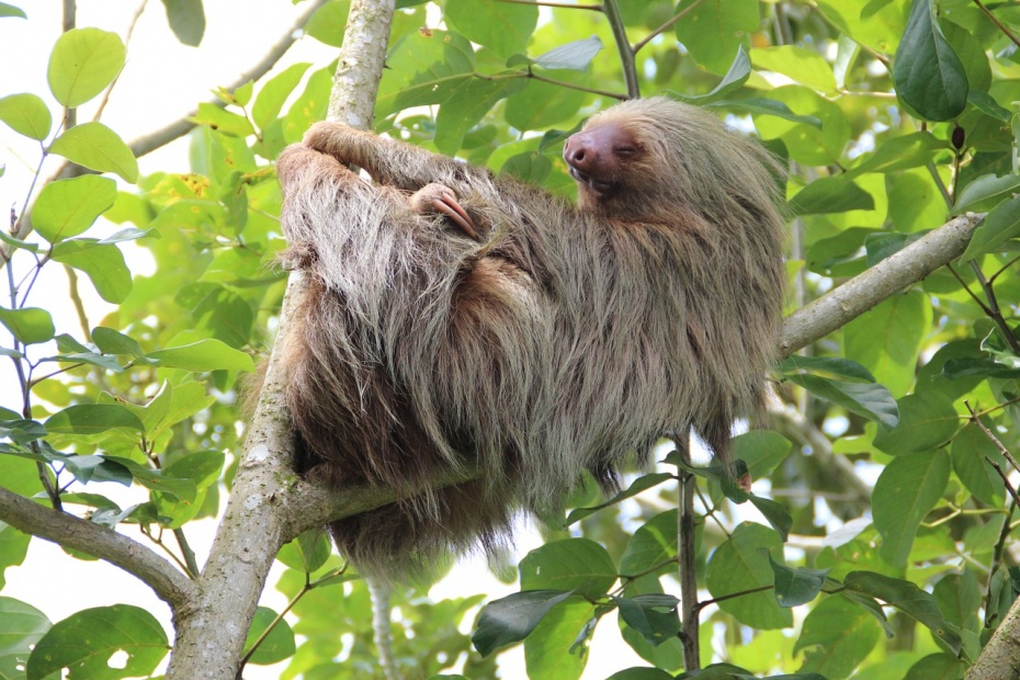 Two Toed Sloth