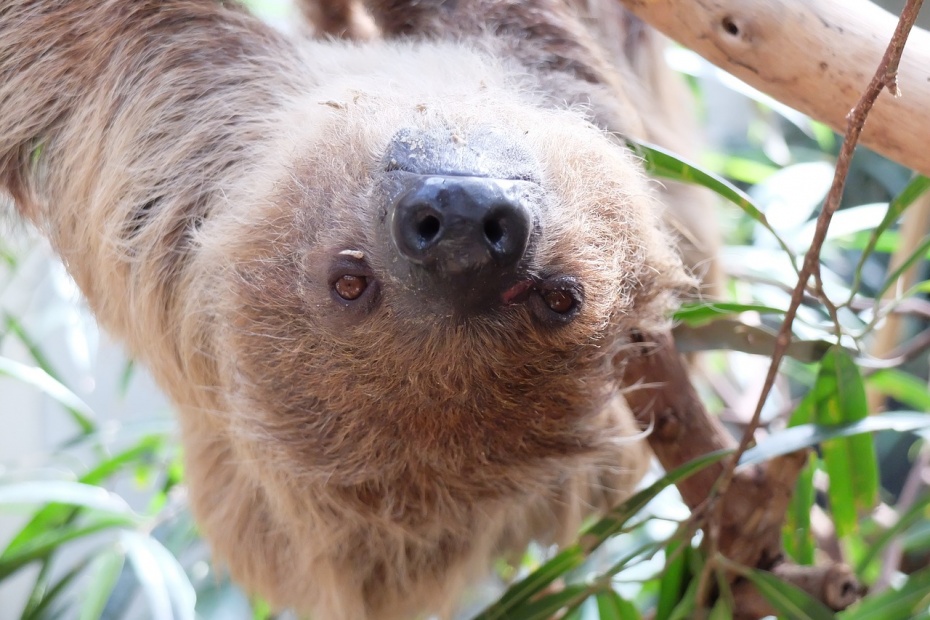 Two Toed Sloth