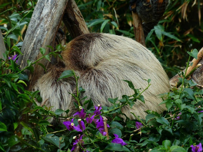 International Sloth Day - Two Toed Sloth