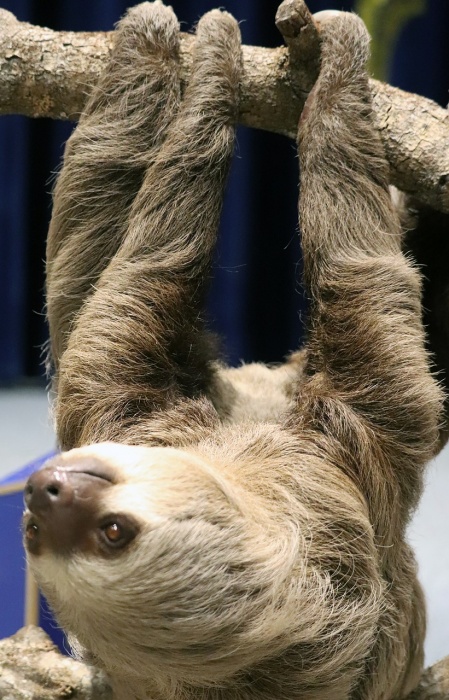 International Sloth Day - Two Toed Sloth