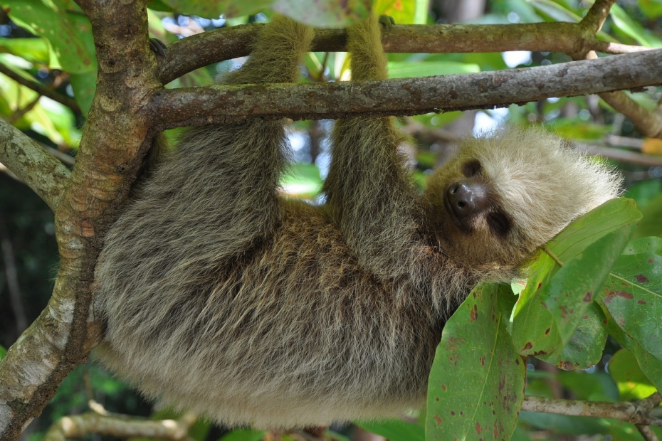 Two Toed Sloth