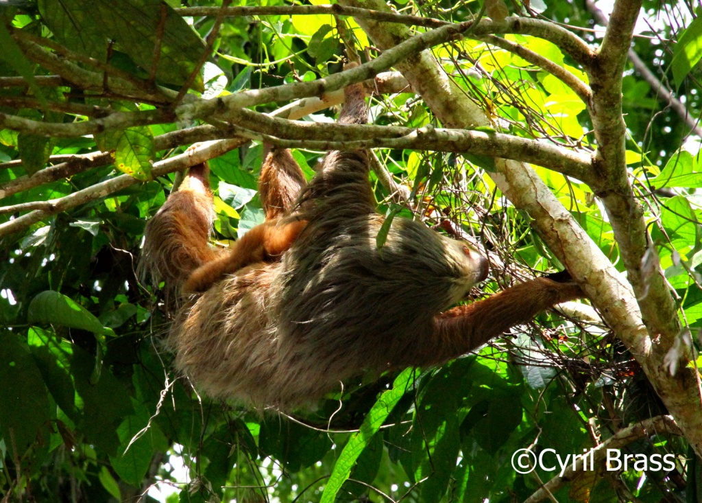 Central America Mammals - Two Toed Sloth
