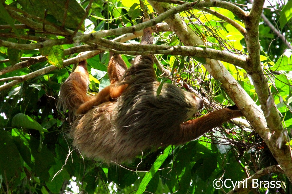 Two Toed Sloth