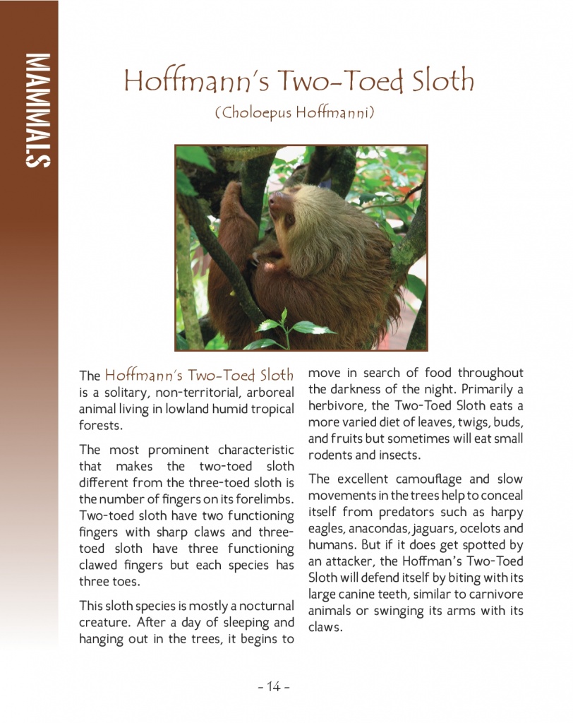 Hoffmann's Two Toed Sloth - Two Toed Sloth - Wildlife in Central America - Page 14
