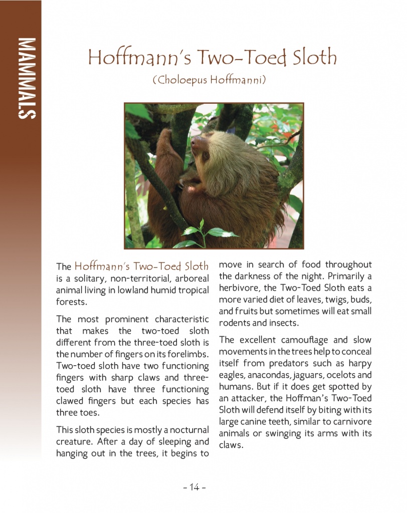 Three-Toed Sloth and Two-Toed Sloth 
 - Two Toed Sloth - Wildlife in Central America - Page 14