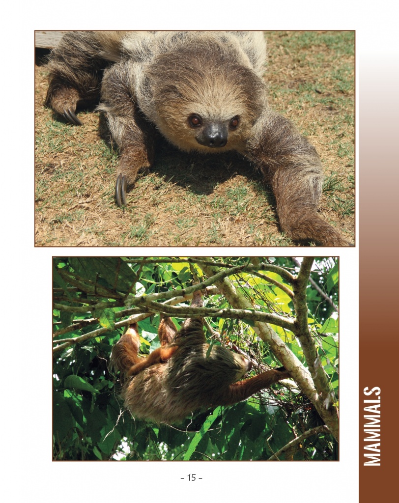 Hoffmann's Two Toed Sloth - Two Toed Sloth - Wildlife in Central America - Page 14