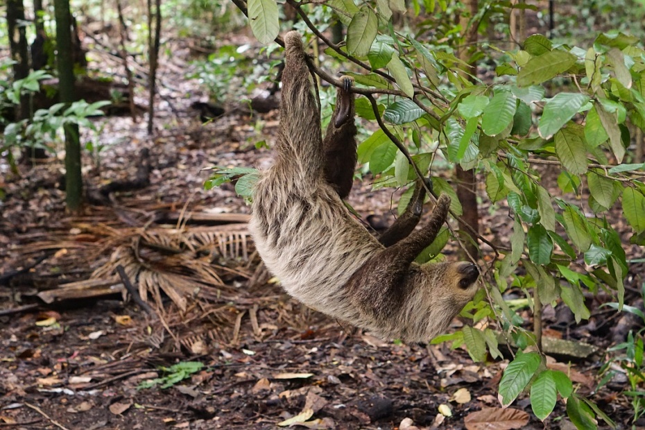 Two Fingered Sloth