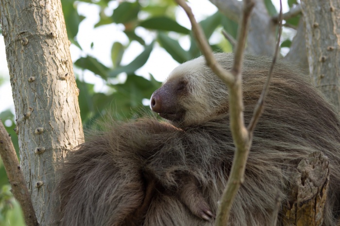 International Sloth Day - Two Toed Sloth