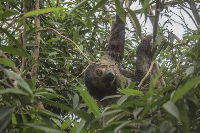 International Sloth Day - Two Toed Sloth 