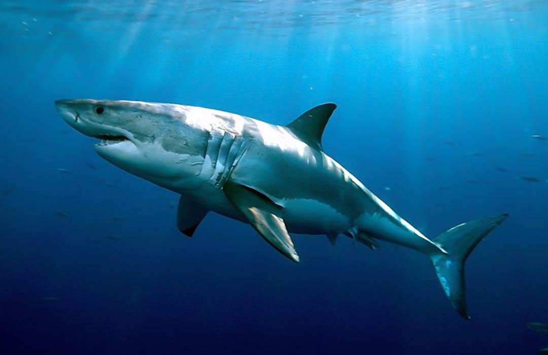 World Shark Awareness Day; Understanding The Importance of Sharks