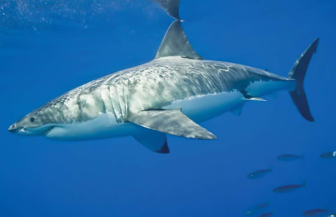 World Shark Awareness Day; Understanding The Importance of Sharks