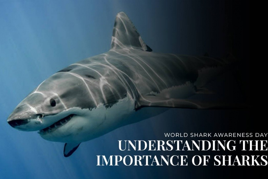 World Shark Awareness Day; Understanding The Importance of Sharks