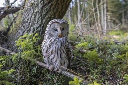 National Biodiversity Month - Ural Owl