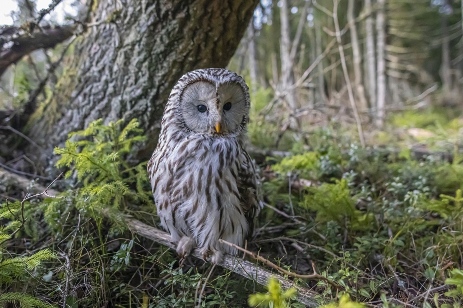 Ural Owl