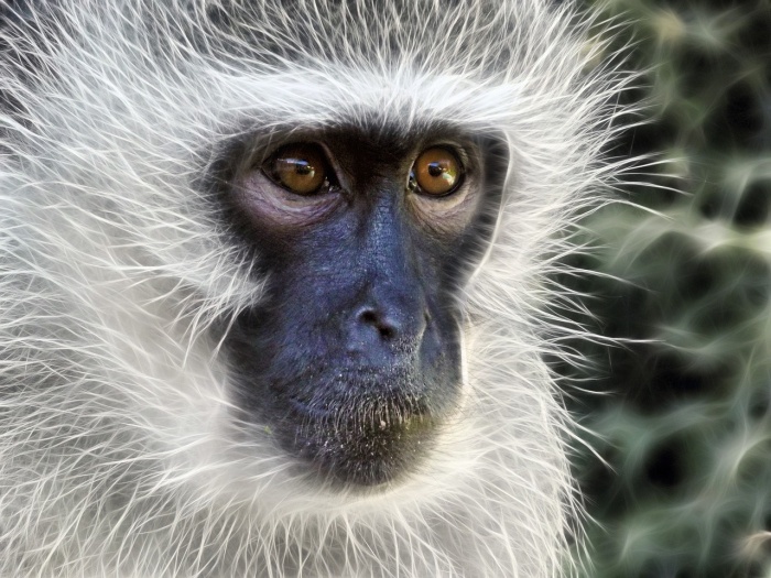 International Monkey Day - Vervet monkey