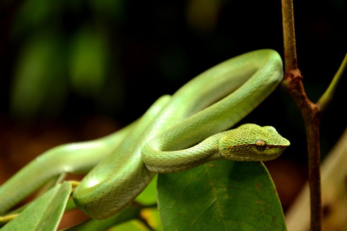 World Snake Day - Viper Snake Borneo