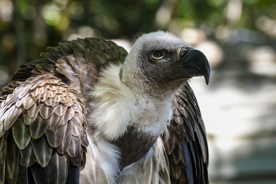 Vulture african