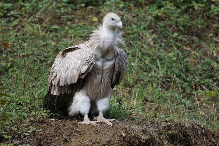 International Vulture Awareness Day - Vulture