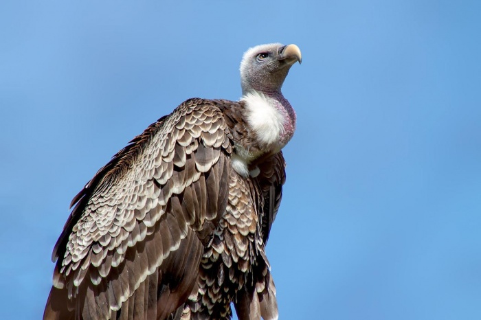 National Bird Day - Vulture