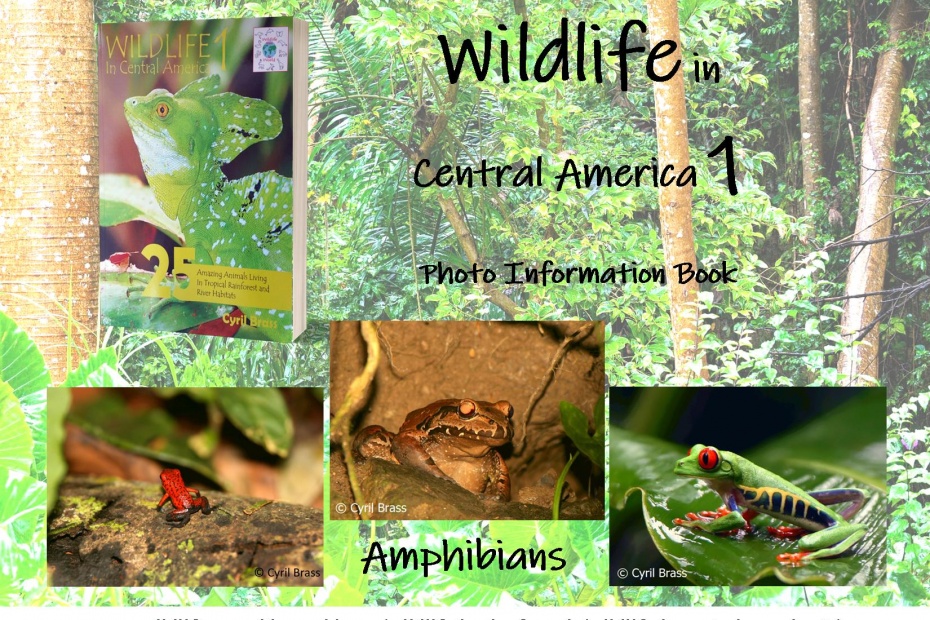 Wildlife in Central America 1 - Amphibians