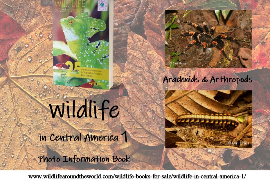 Wildlife in Central America 1 - Arachnids and Arthropods