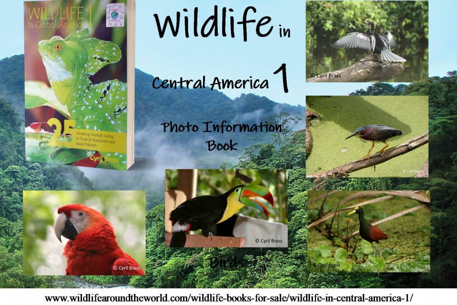 Wildlife in Central America 1 - Birds